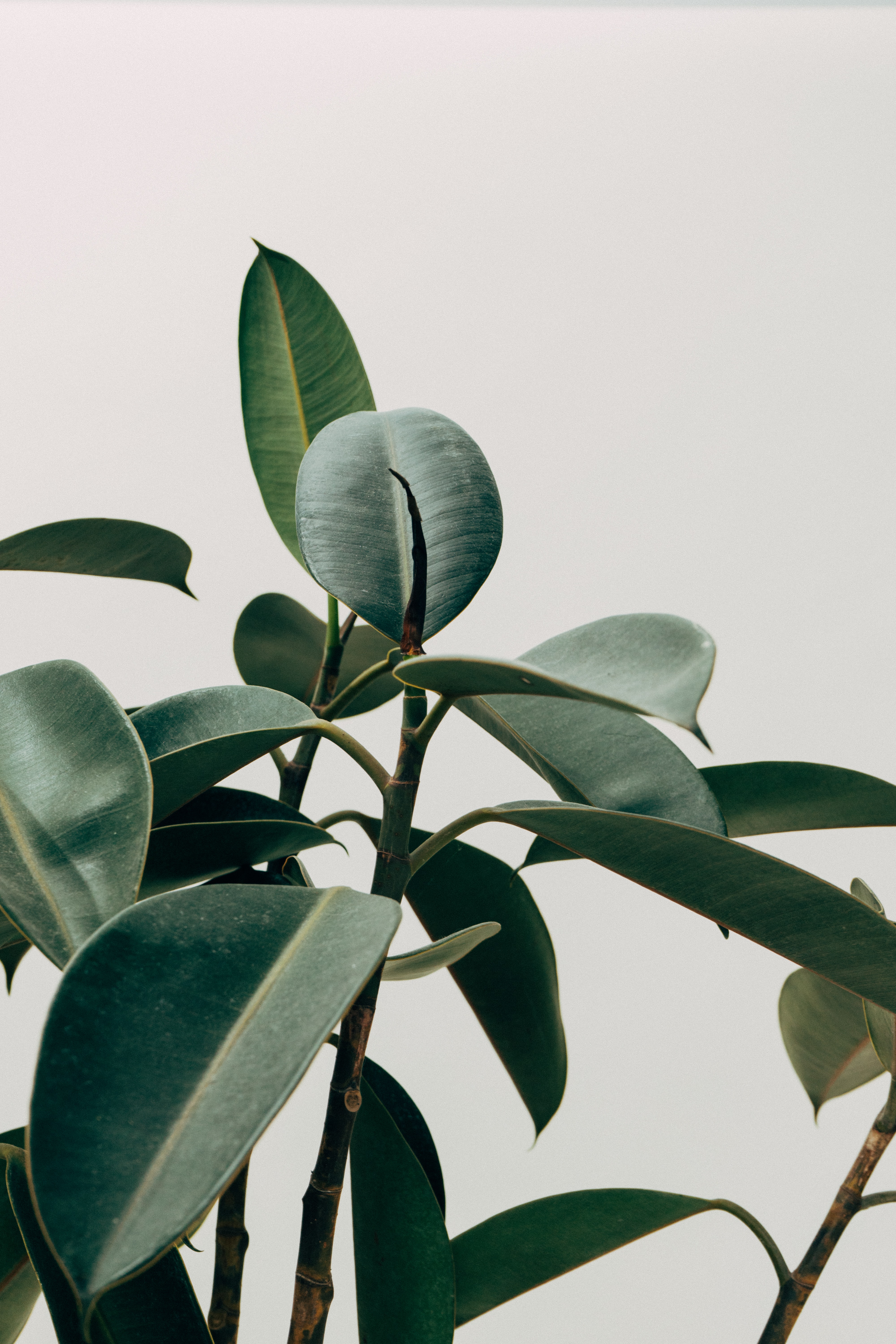 green-plant