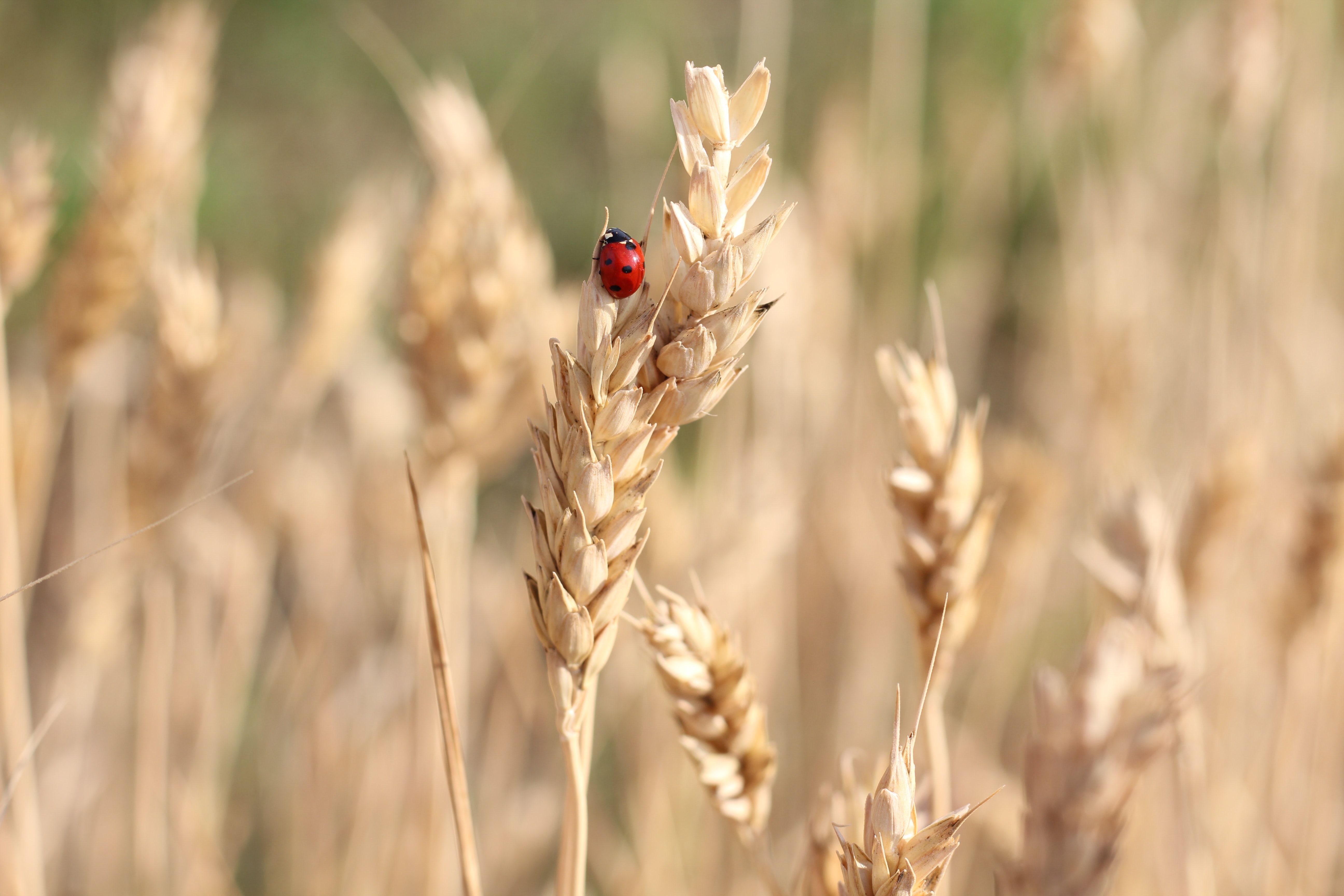 wheat-stalks